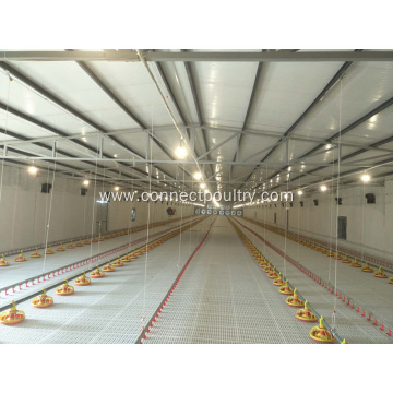 Automatic Broiler feeding line